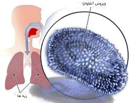 باورهای نادرست در رابطه با آنفولانزا